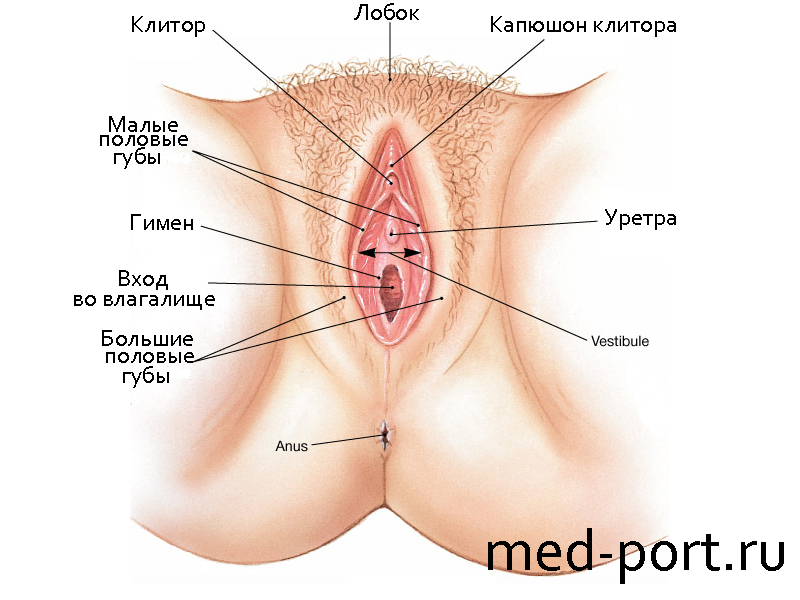 Наружные половые органы женщины